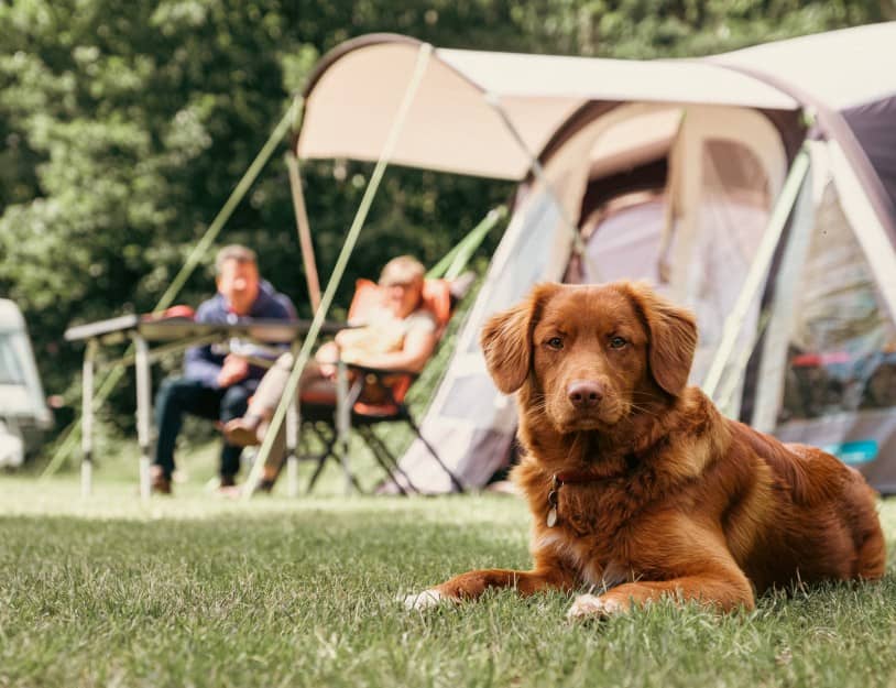 Chalets voor met de hond
