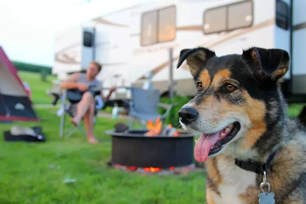 Bungalow met de hond